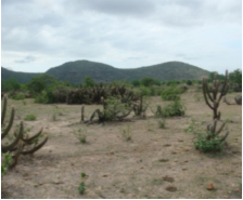 ZEE das Áreas Susceptíveis à Desertificação — Núcleo Inhamuns (CE) — foto 4